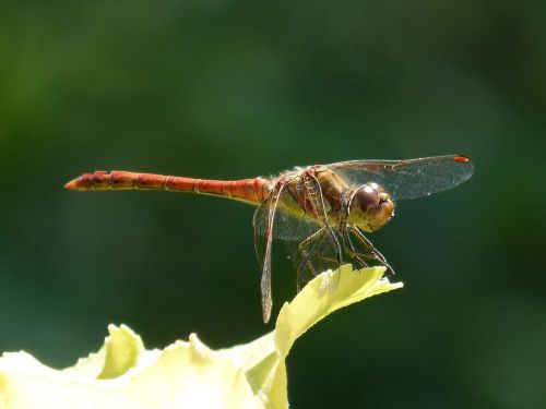 dragonfly annulata trithemis i odonado