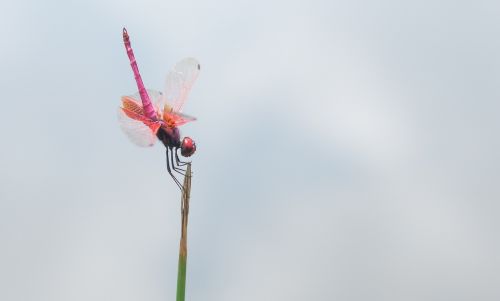 dragonfly red dragonfly animal