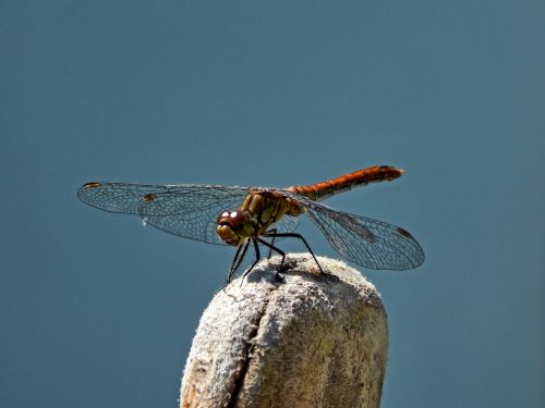dragonfly nature summer