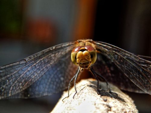 dragonfly nature macro