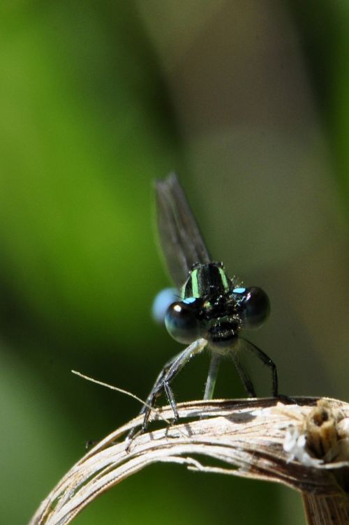 dragonfly insect lake