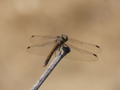 dragonfly branch sympetrum striolatum