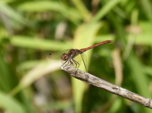 dragonfly cane red dragonfly