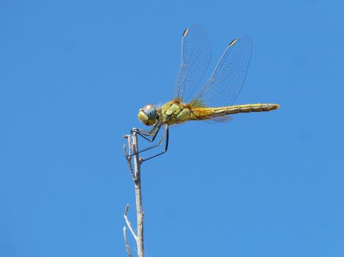 dragonfly branch winged insect