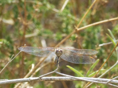 dragonfly sympetrum striolatum front view