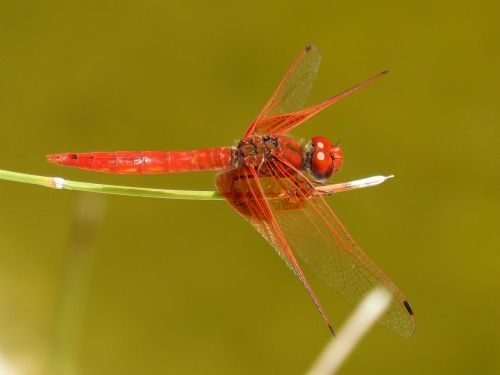 dragonfly red dragonfly pond