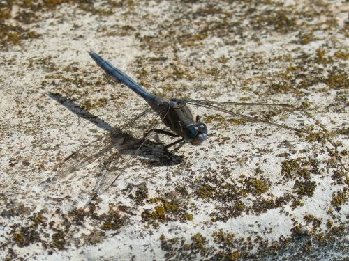 dragonfly blue dragonfly orthetrum brunneum