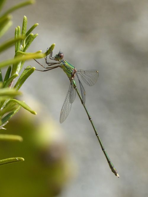 dragonfly green dragonfly rosemary