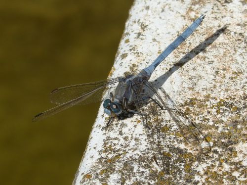 dragonfly blue dragonfly orthetrum brunneum