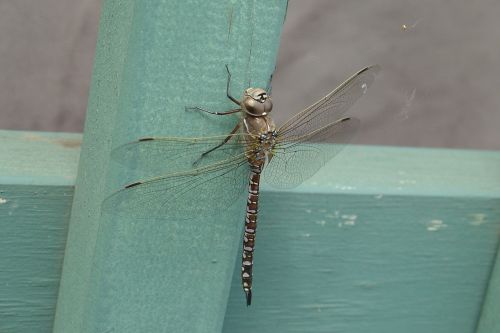 dragonfly resting insect