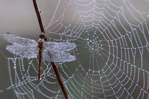 dragonfly dew spider web