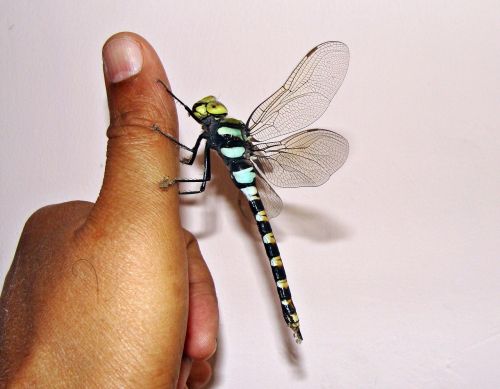dragonfly insect hand