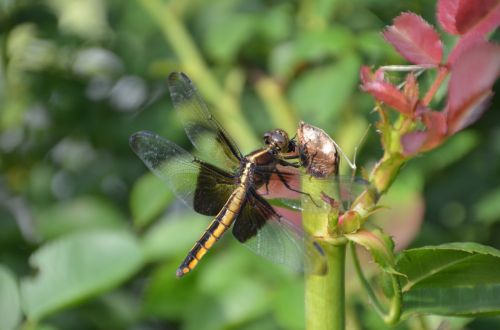 dragonfly flower nature