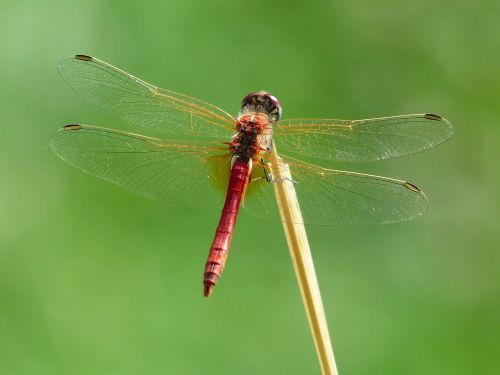 dragonfly red animal
