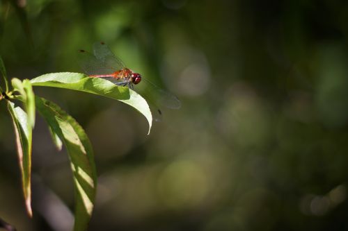 dragonfly red insect