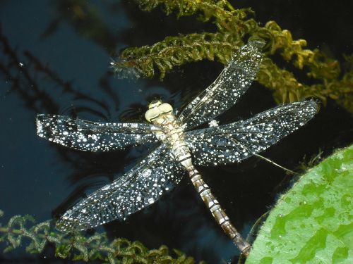 dragonfly insect macro