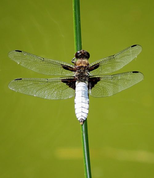 dragonfly insect nature