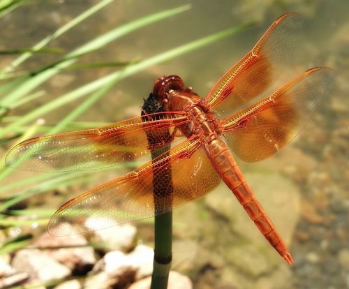 dragonfly insect nature