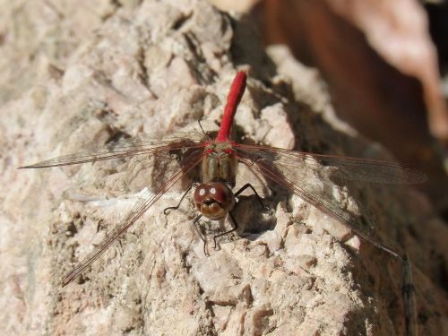 dragonfly red dragonfly sympetrum striolatum