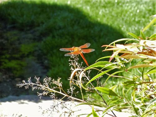 dragonfly nature orange