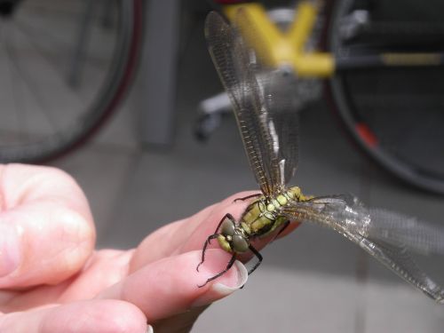 dragonfly nature bug