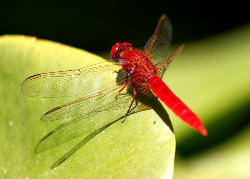 dragonfly insect red