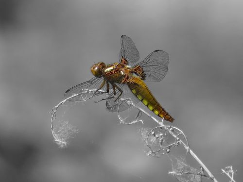 dragonfly black and white yellow