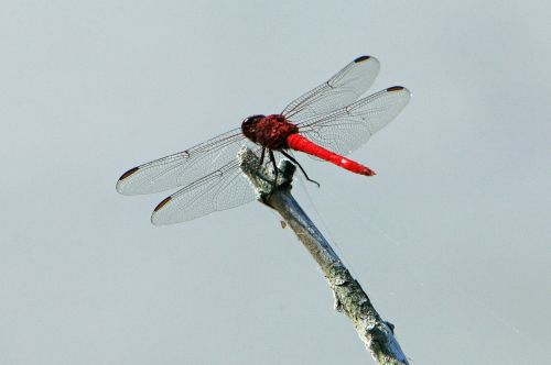 dragonfly insect common skimmer