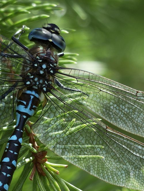 dragonfly blue black