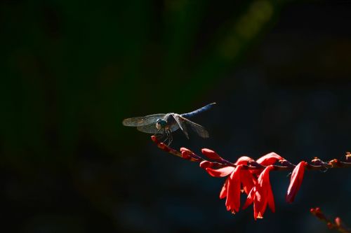 dragonfly flower summer
