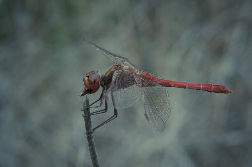 dragonfly eat fly