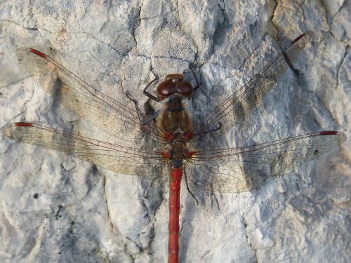 dragonfly red dragonfly annulata trithemis