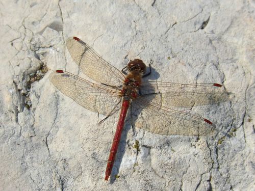 dragonfly red dragonfly annulata trithemis