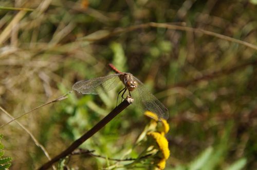 dragonfly insect animal