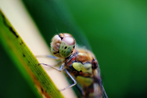 dragonfly insect macro