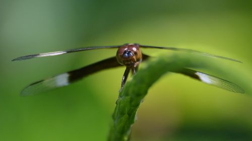 dragonfly insect nature