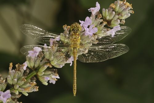 dragonfly nature insect