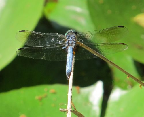 dragonfly blue-eyed darner insect