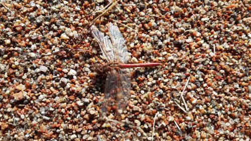 dragonfly sand beach