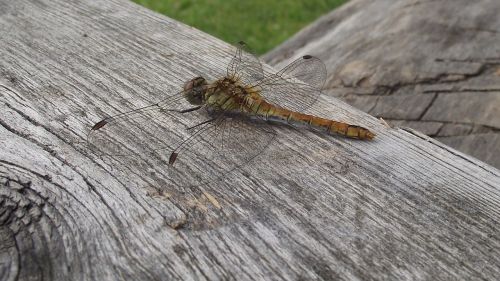 dragonfly ważka summer