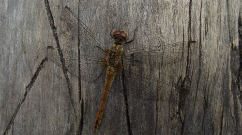 dragonfly ważka summer