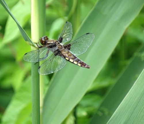 dragonfly nature close