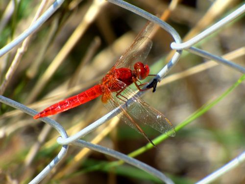 dragonfly insect red