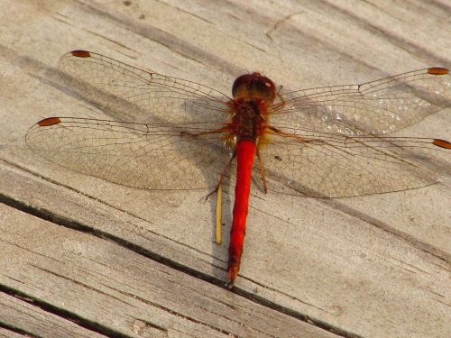 dragonfly deck summer