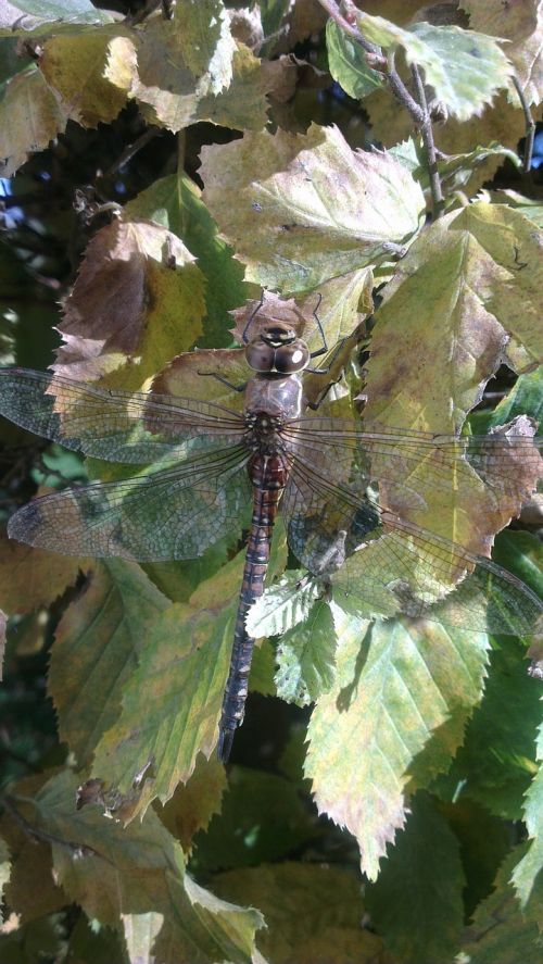 dragonfly leaves insect