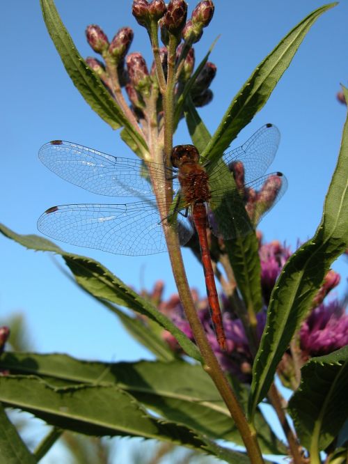 dragonfly swamp milkweed red milkweed