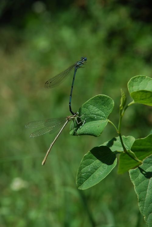 dragonfly green insect