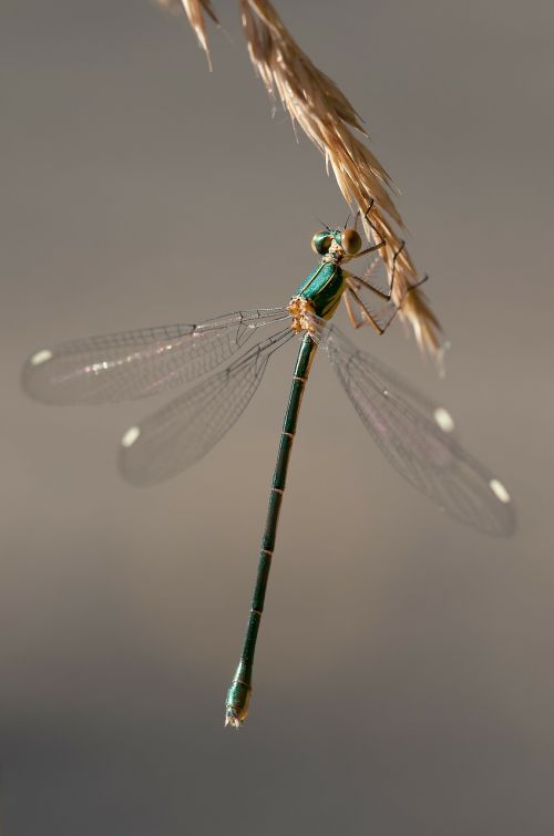 dragonfly shiny insect