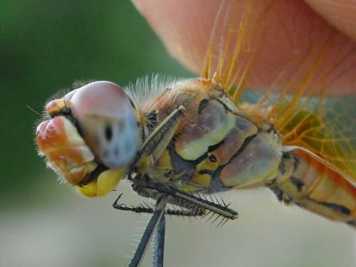 dragonfly multicolored insect