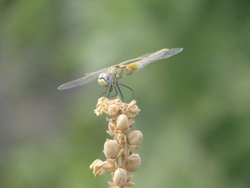 dragonfly insect summer